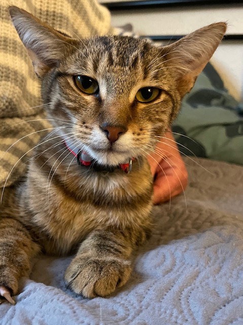 KING TUT - Tabby / Domestic Short Hair available for adoption