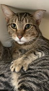 King Tut - Photo 2