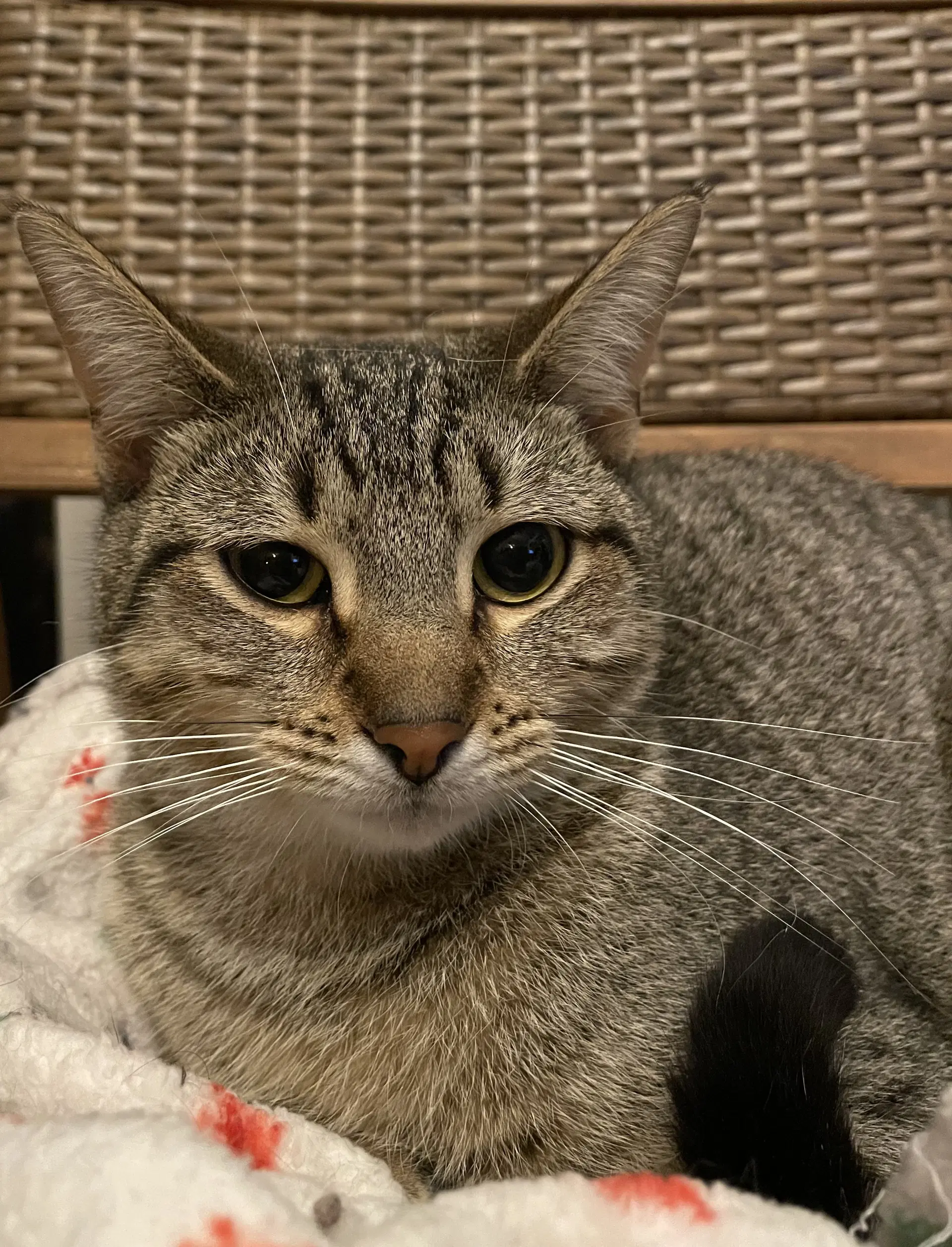 Cleopatra - Tabby