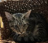 Sphinx - Photo 1