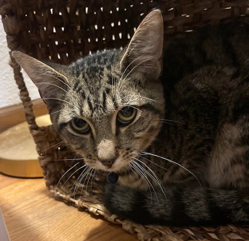 SPHINX - Tabby / Domestic Short Hair available for adoption