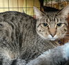 Sphinx - Photo 4