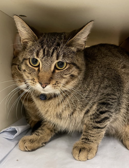 SPHINX - Tabby / Domestic Short Hair available for adoption