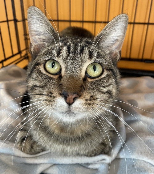 picture of the cat needing adoption