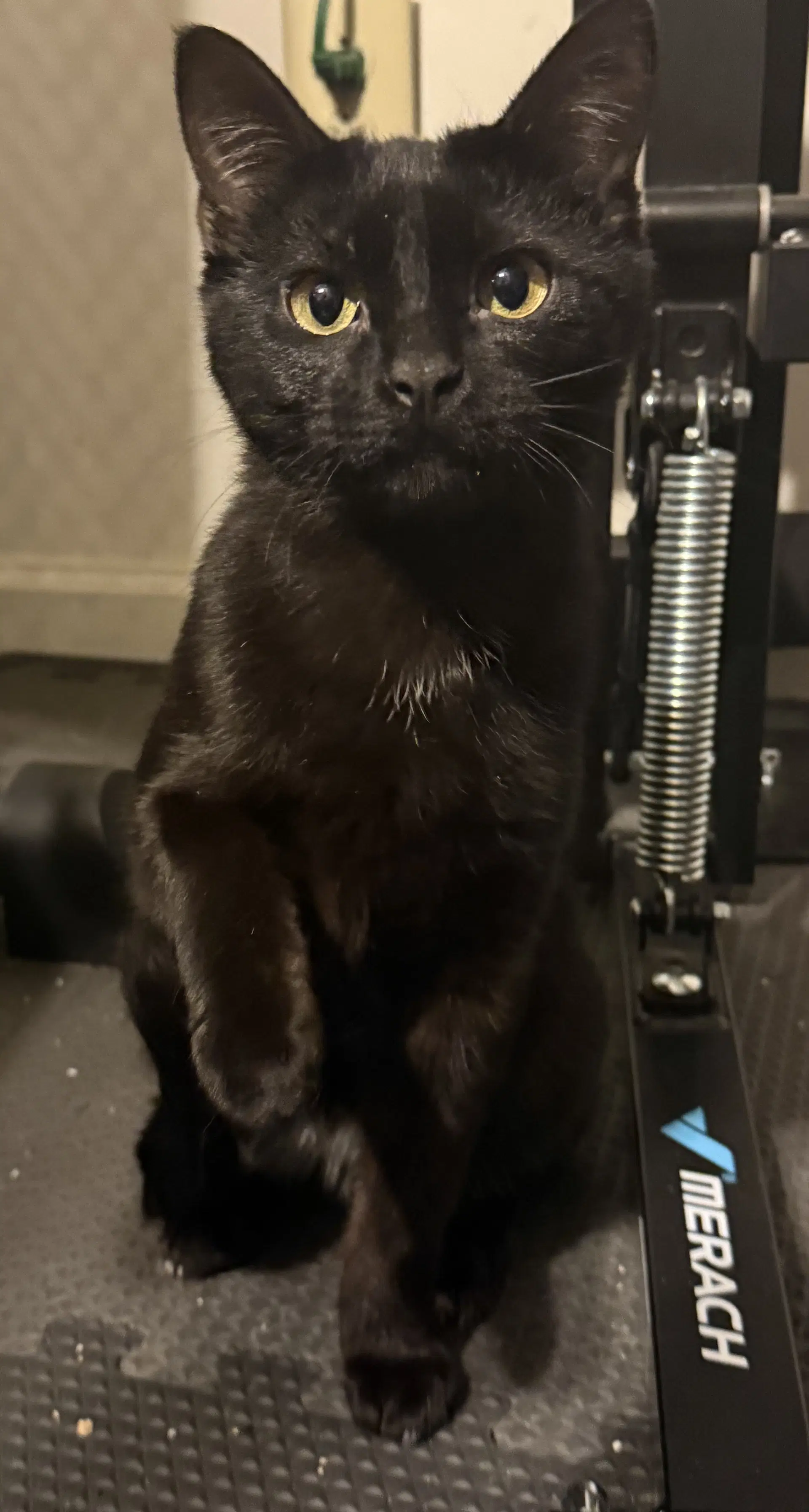 Dynamite - Domestic Short Hair