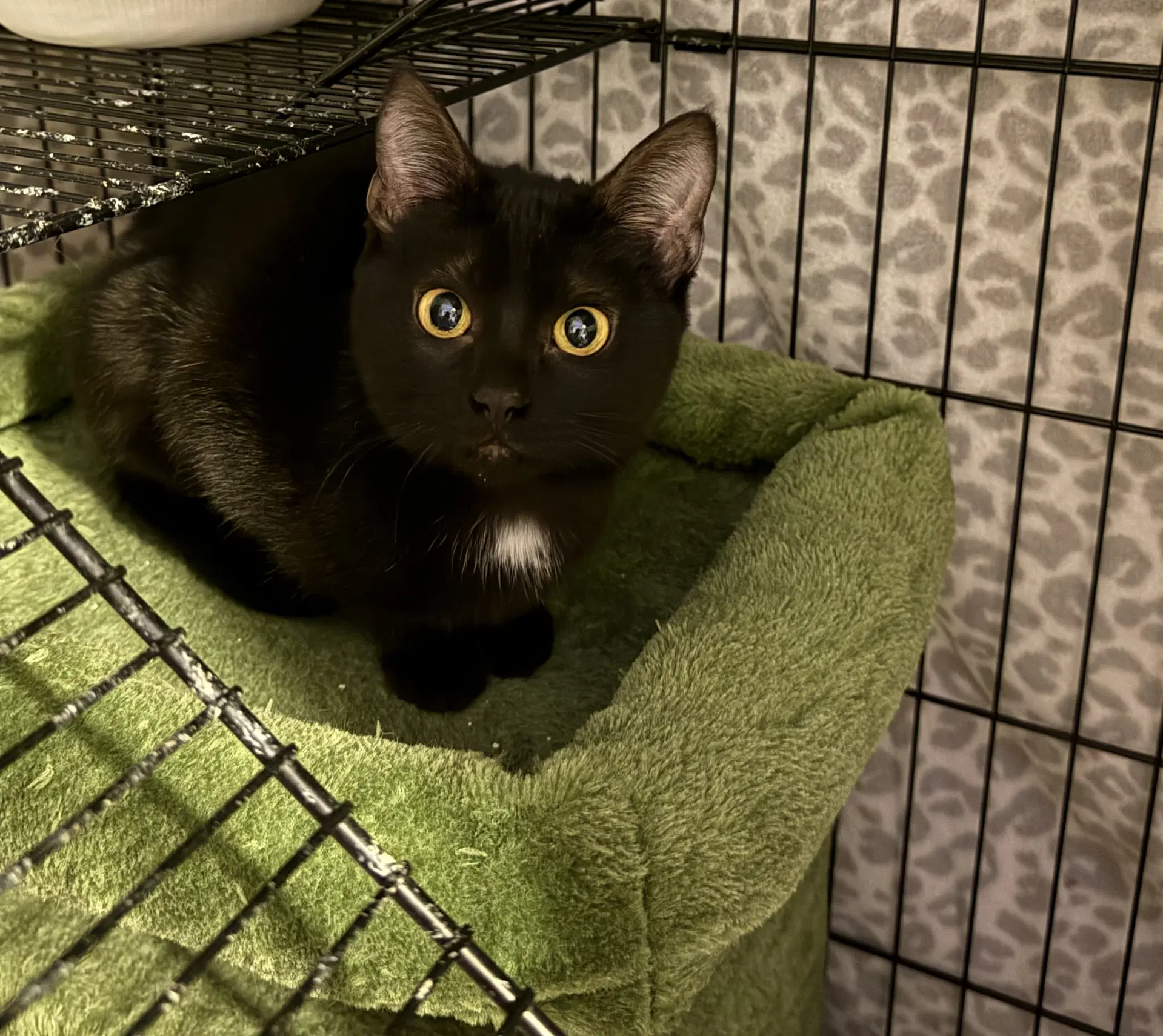 Skout - Domestic Short Hair