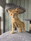 Ember - Photo 4