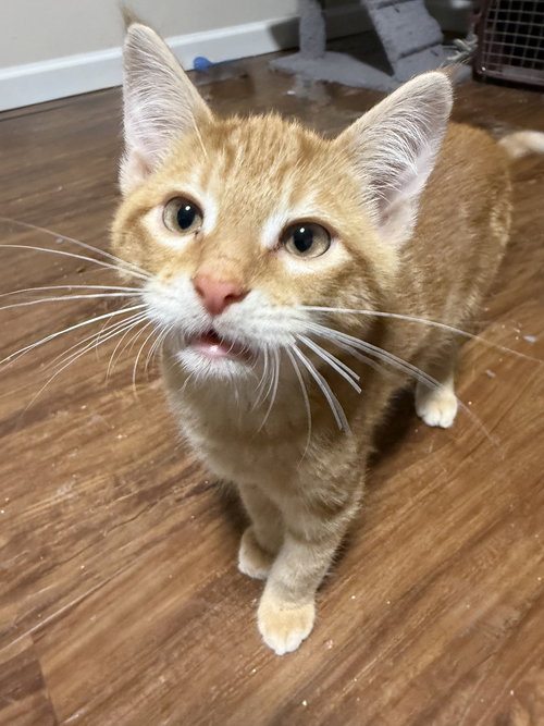 EMBER - Tabby / Domestic Short Hair available for adoption