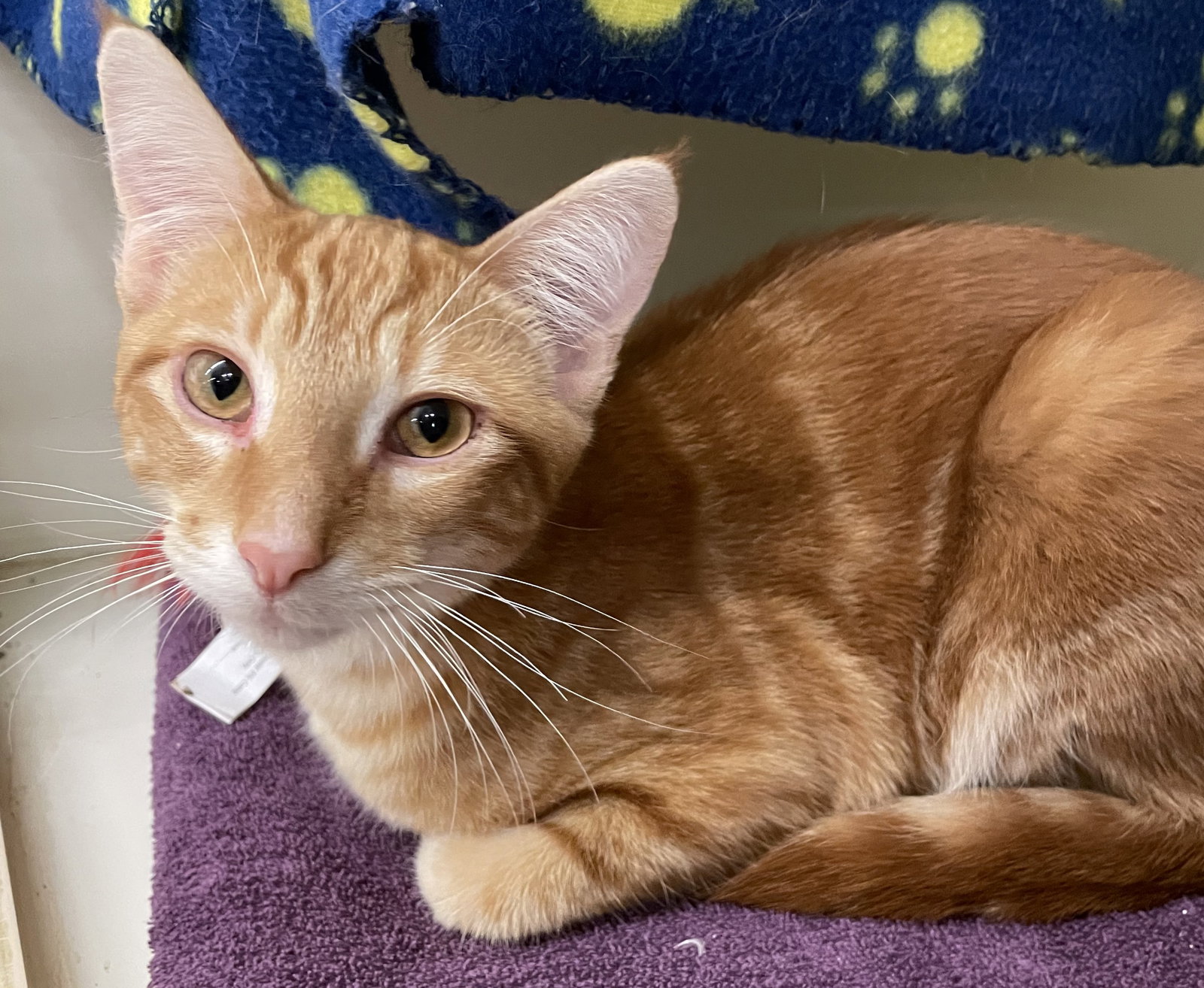 Ember
