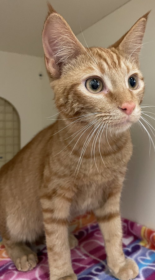 FIRE - Tabby / Domestic Short Hair available for adoption
