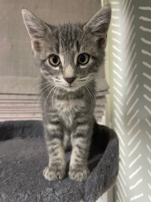 MUFASA - Tabby / Domestic Short Hair available for adoption