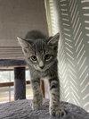 Mufasa - Photo 3