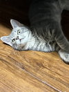Mufasa - Photo 7