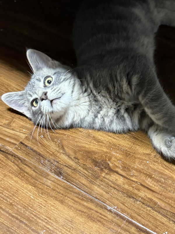 Mufasa