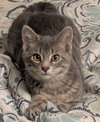 Mufasa - Photo 1
