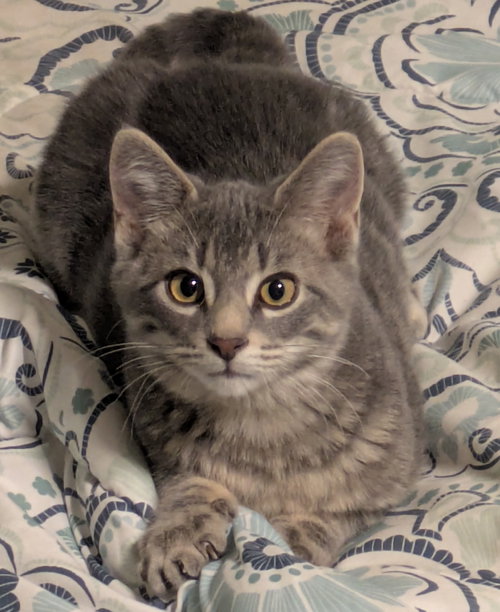 picture of the cat needing adoption