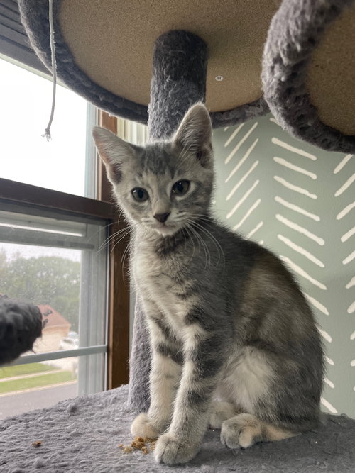 SARAFINA - Tabby / Domestic Short Hair available for adoption