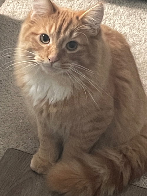 Rusty, Baby Tabby / Domestic Long Hair / Mixed (long coat), cat for adoption in Orland Park, Illinois