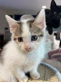 picture of the cat needing adoption
