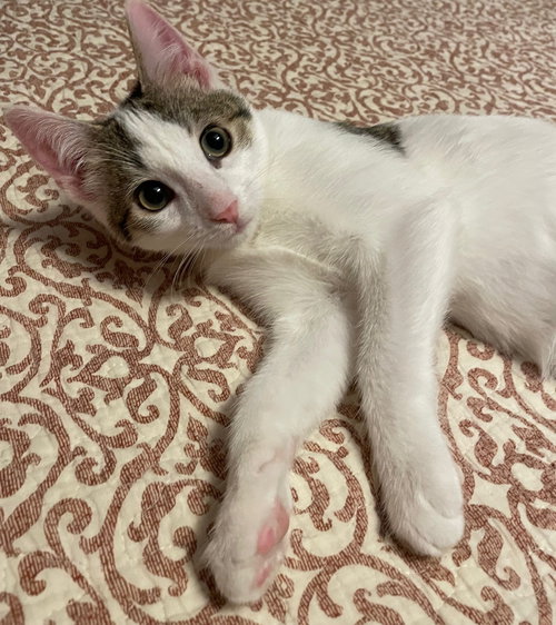 picture of the cat needing adoption