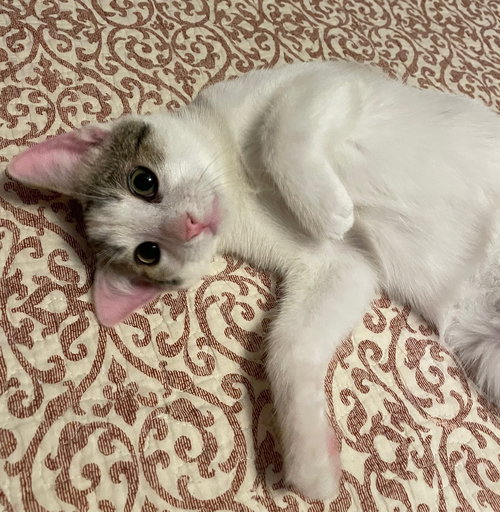 AVIAN - Domestic Short Hair available for adoption