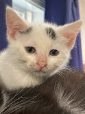 picture of the cat needing adoption