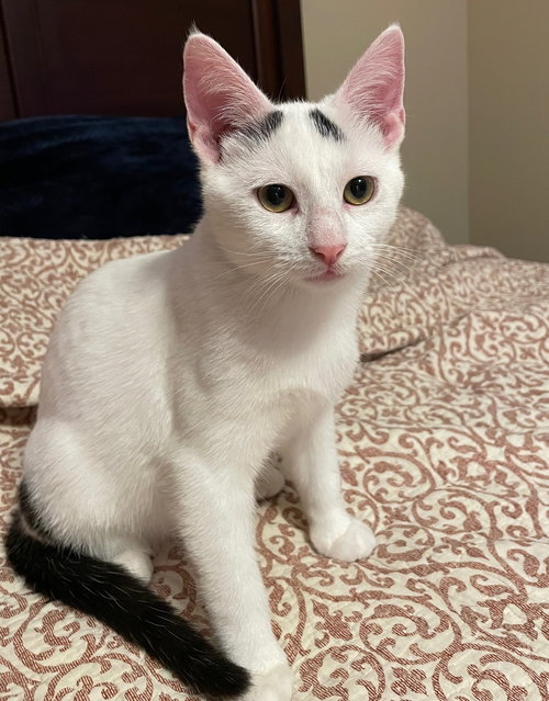 picture of the cat needing adoption
