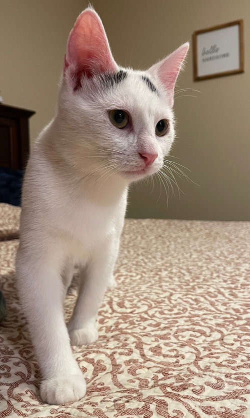 HYDE - Domestic Short Hair available for adoption