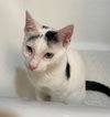 Pugsley - Photo 2