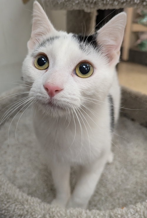 Pugsley, an adoptable Domestic Short Hair in Wauconda, IL