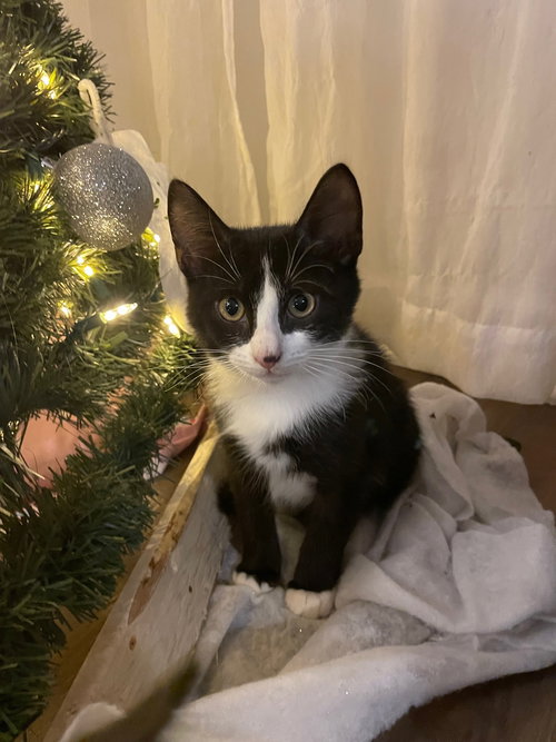 picture of the cat needing adoption