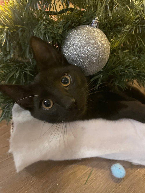 picture of the cat needing adoption