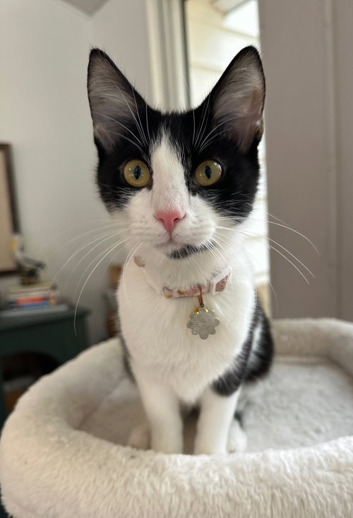 picture of the cat needing adoption