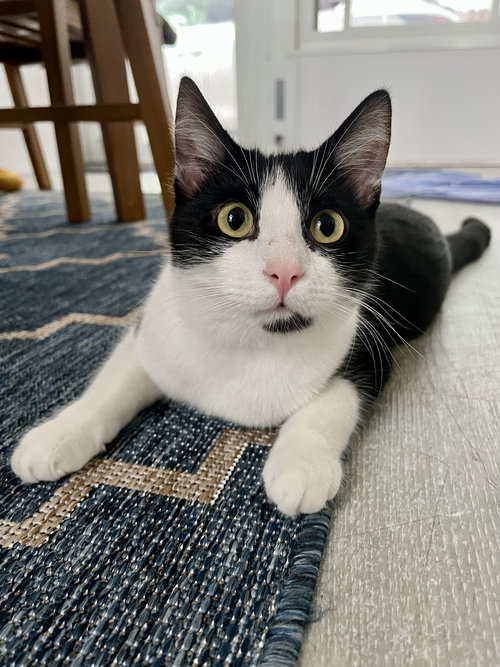 BRIDGET - Domestic Short Hair available for adoption