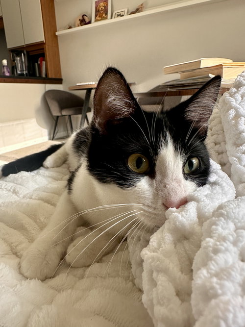 Bridget, Baby Domestic Short Hair (short coat), cat for adoption in Orland Park, Illinois