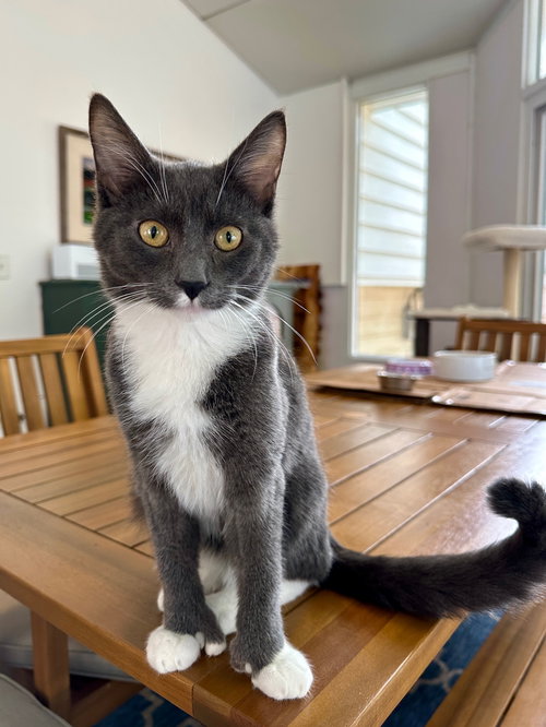 picture of the cat needing adoption