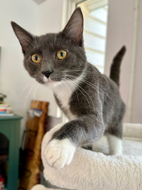 DIGIT - Domestic Short Hair available for adoption