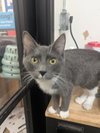 Digit - Photo 3