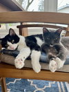 Digit - Photo 3