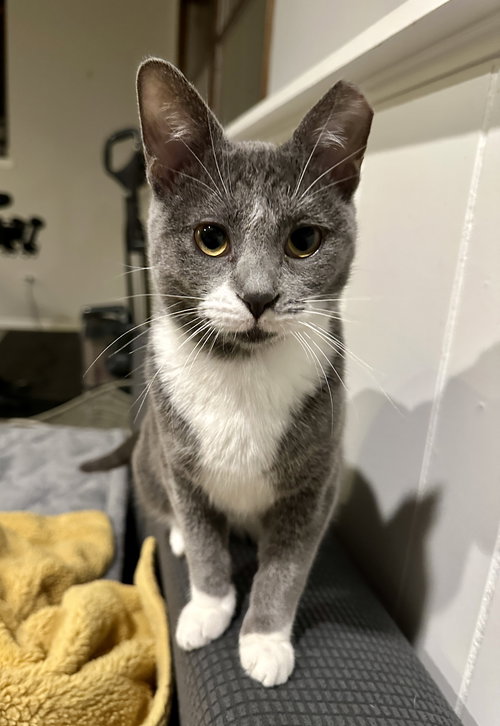 picture of the cat needing adoption