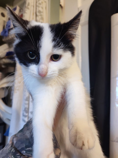 PJ - Domestic Short Hair available for adoption