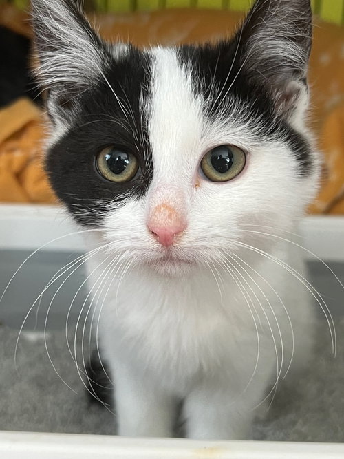 picture of the cat needing adoption