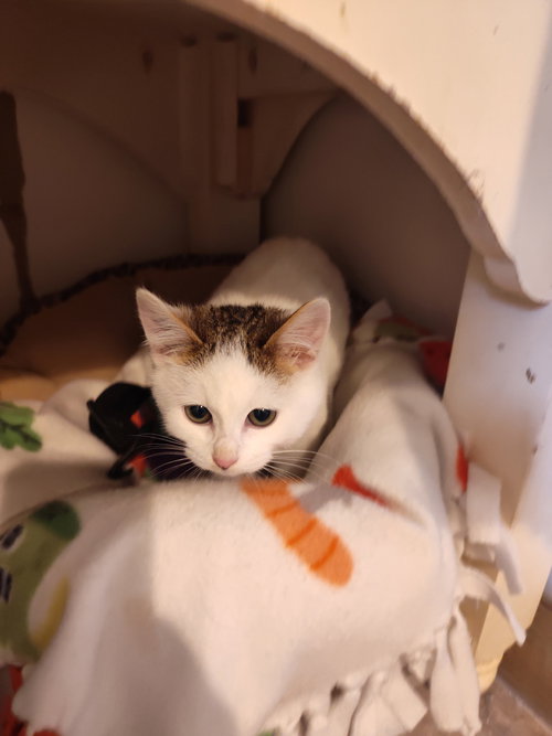picture of the cat needing adoption