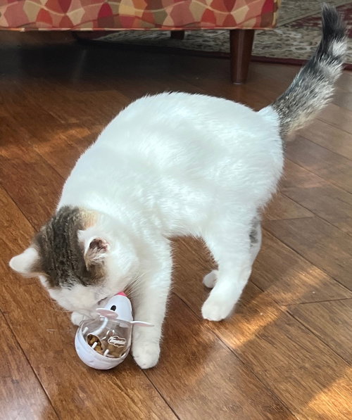CHESTNUT - Domestic Short Hair available for adoption