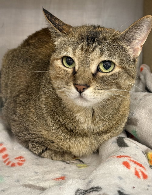 Frankee, Adult Tabby / Domestic Short Hair / Mixed (short coat), cat for adoption in Orland Park, Illinois