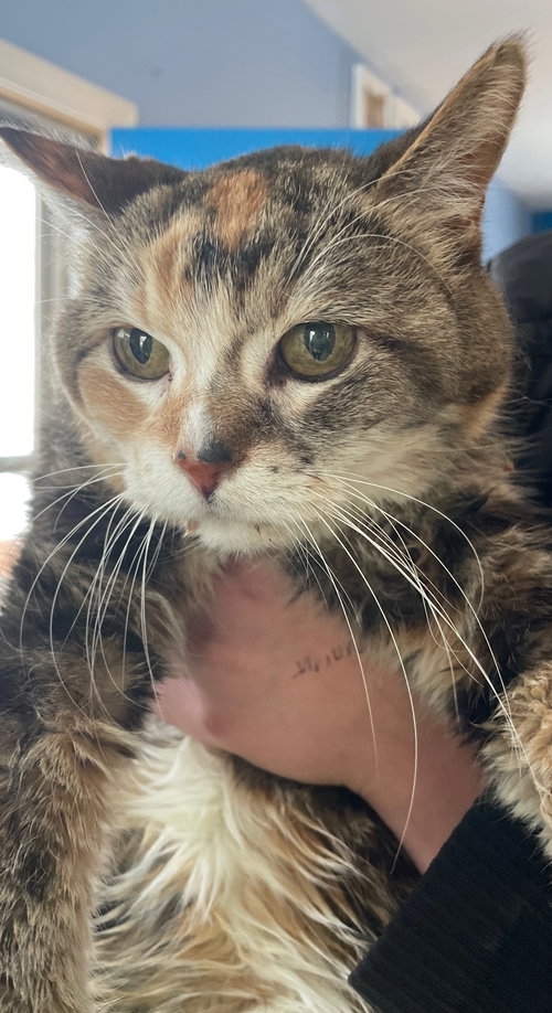 OSAKA - Calico / Domestic Short Hair available for adoption