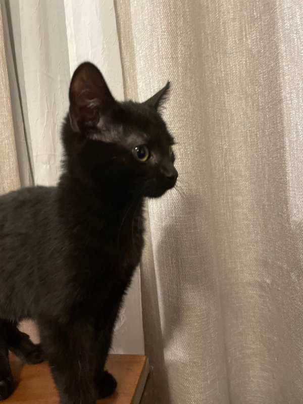 Nefertiti