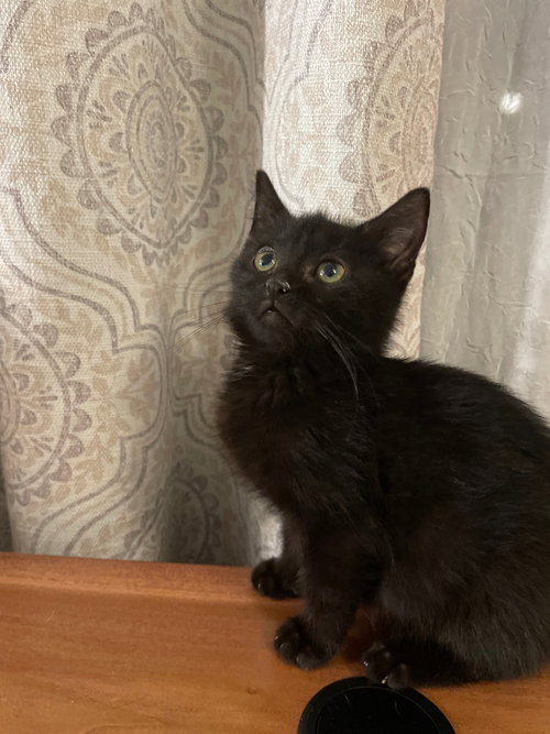 picture of the cat needing adoption