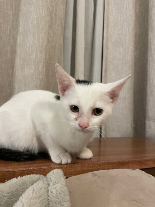 picture of the cat needing adoption