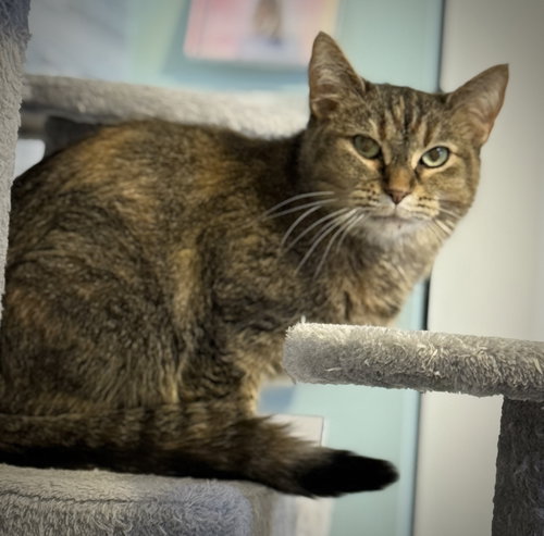 picture of the cat needing adoption